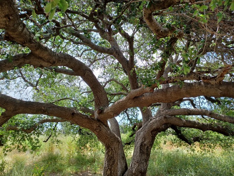 Ancient tree — strength and longevity